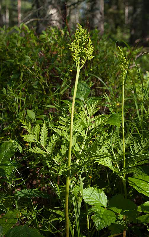 Stor lsbrken (Botrychium virginianum)