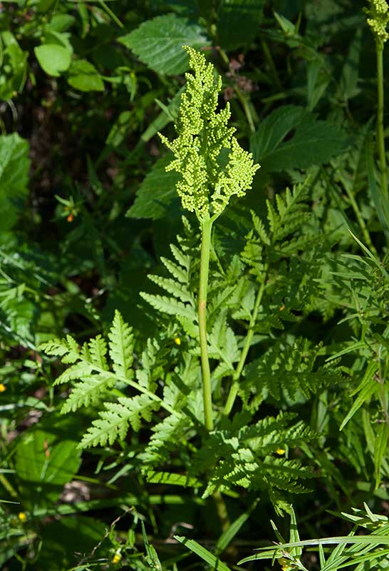 Stor lsbrken (Botrychium virginianum)