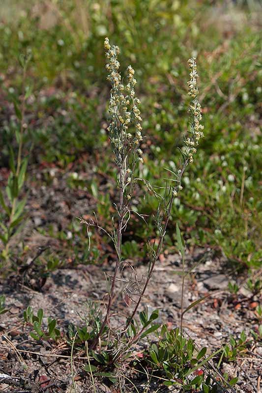 Bottnisk malrt (Artemisia campestris ssp. bottnica)
