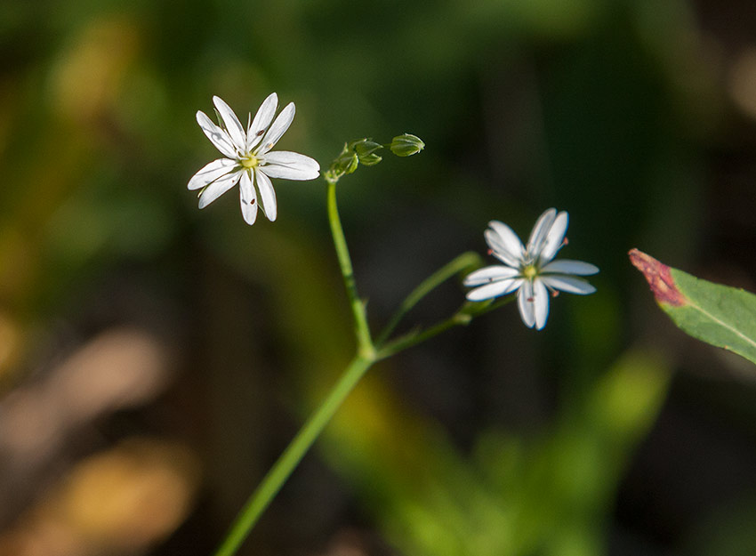 Buskstjrmblomma (Stellaria holostea)