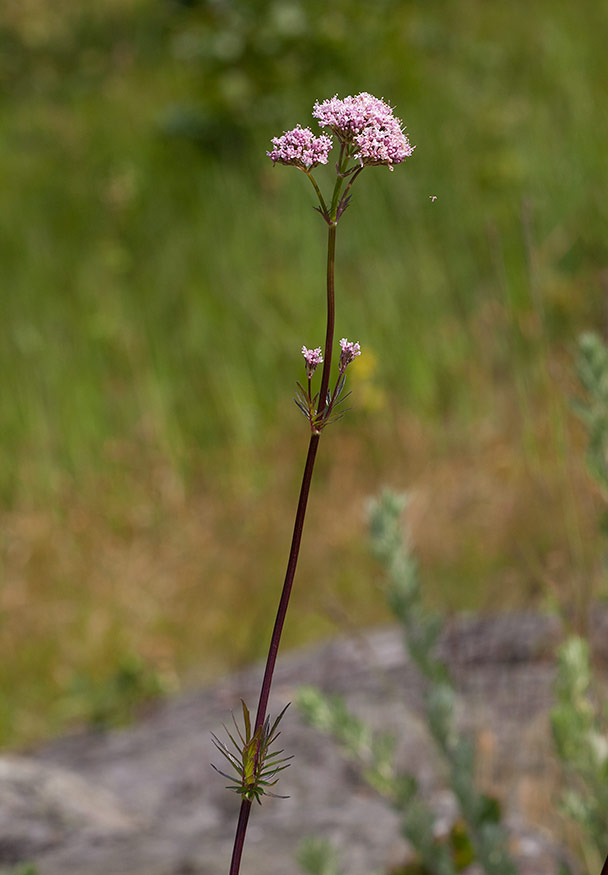 Strandvnderot (Valeriana sambucifolia ssp. salina)