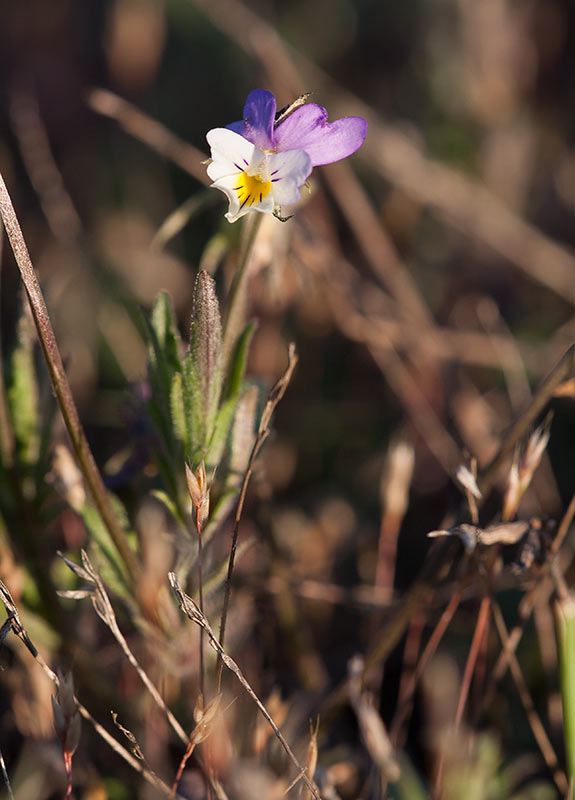 Klittviol (Viola tricolor ssp. curtisii)