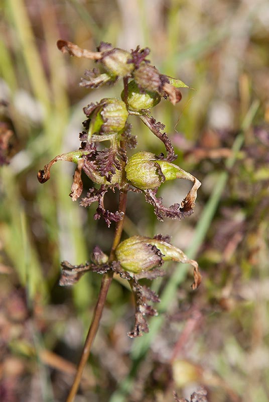 Krrspira (Pedicularis palustris) 