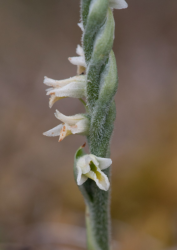 Skruvax (Spiranthes spiralis)