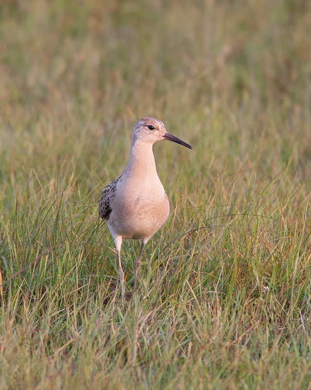 Ruff (Calidris pugnax)