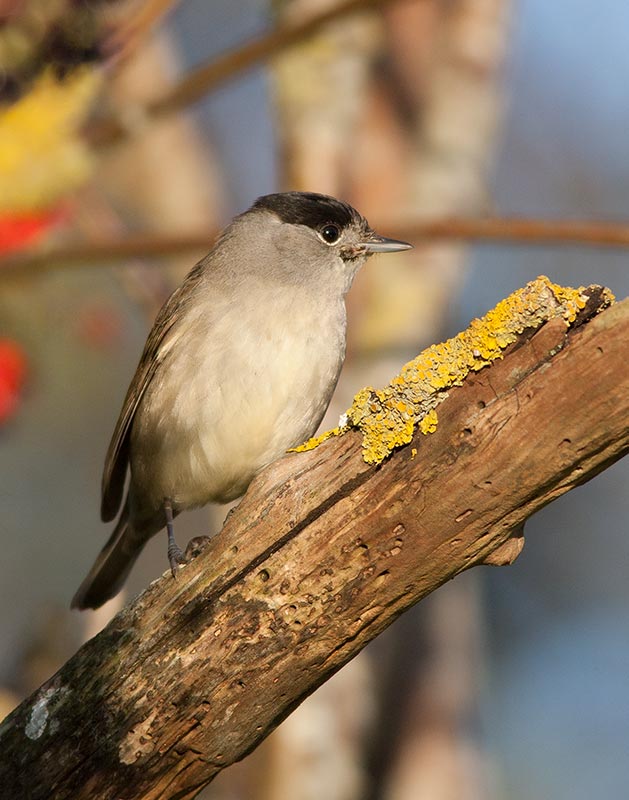 Blackcap (Sylvia atricapilla)