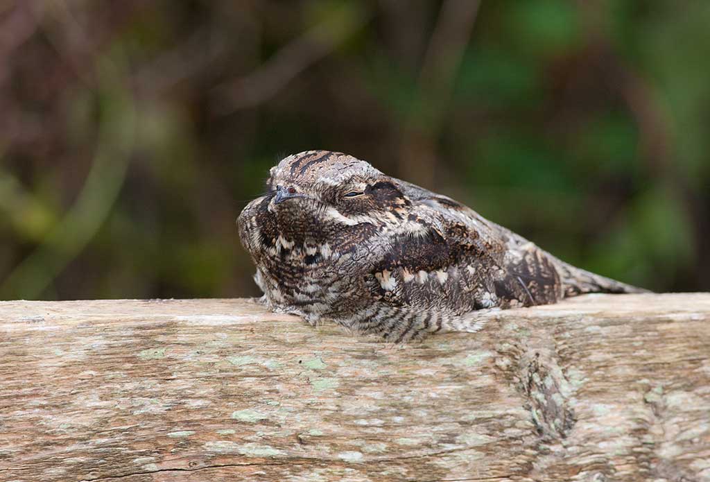 European Nightjar (Caprimulgus europaeus)