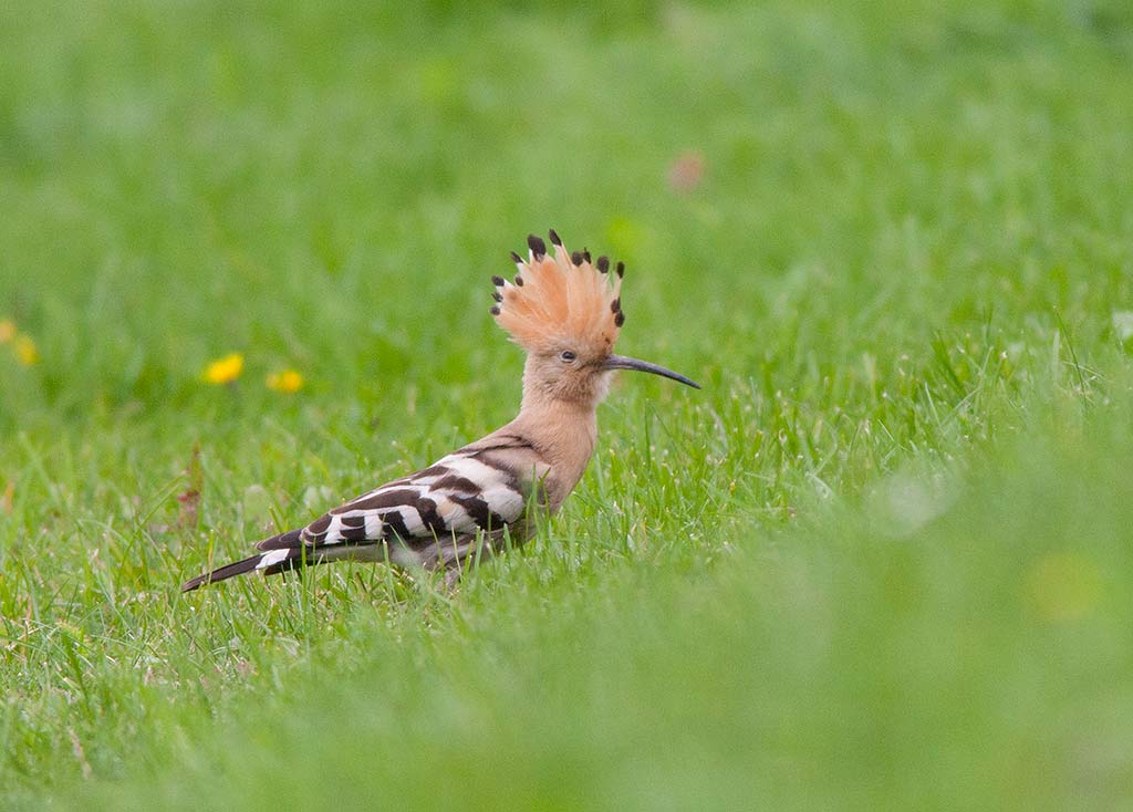 Hoopoe (Upupa epops)