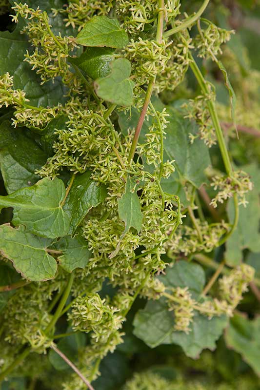 Rankspenat (Hablitzia tamnoides)	