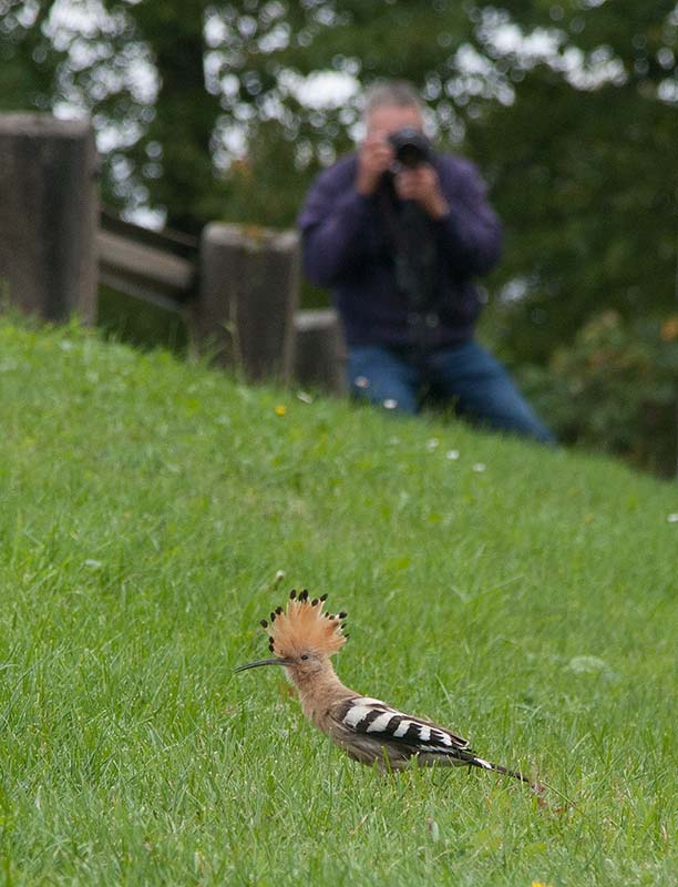 Hoopoe (Upupa epops)