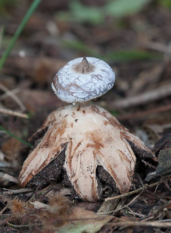 Kantjordstjrna (Geastrum striatum)