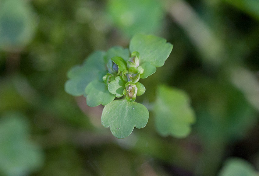 Polargullpudra Chrysosplenium tetrandrum)