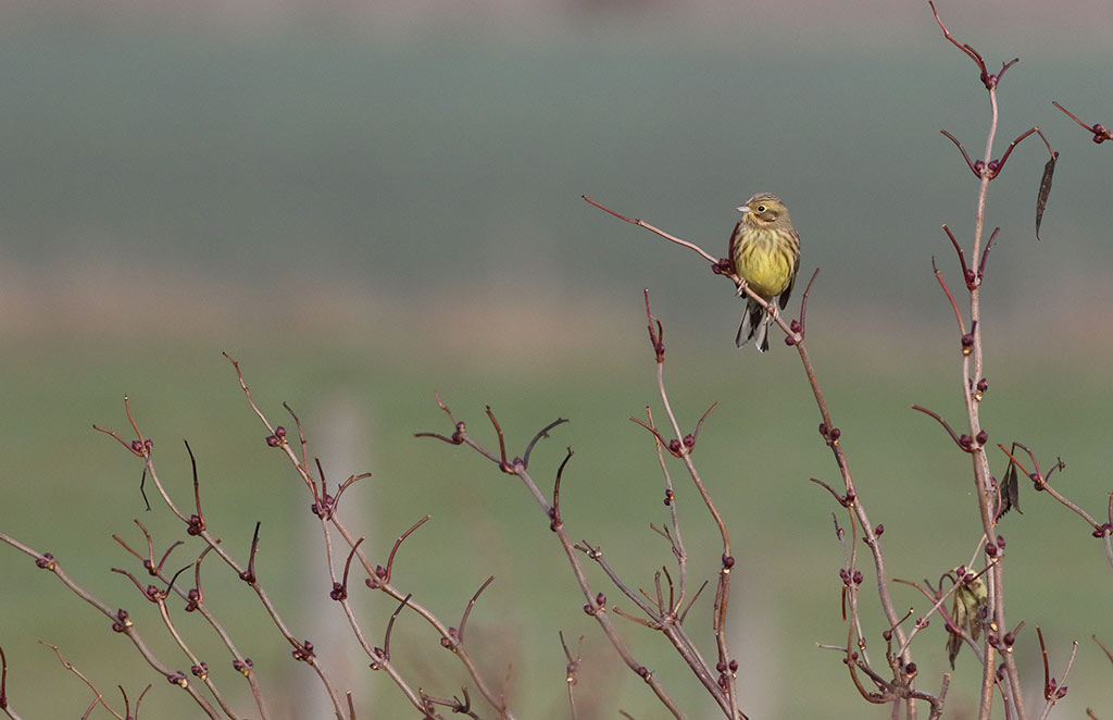 Yellowhammer (Emberiza citrinella)