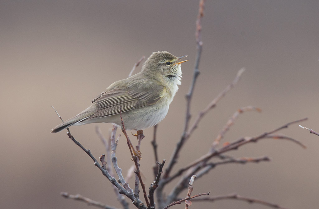 Willow Warbler (Phylloscopus trochilus)