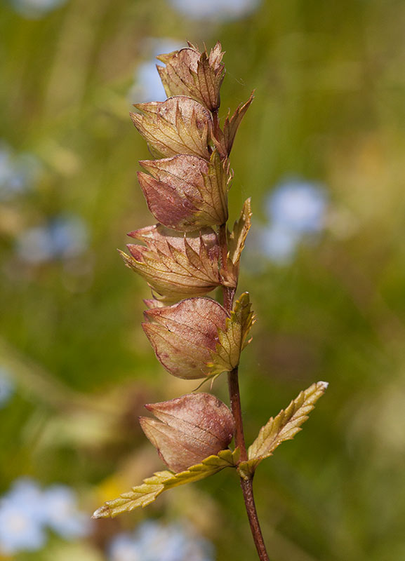 kta hskallra (Rhinanthus serotinus ssp. vernalis)