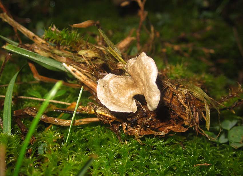 Mosskantarell (Arrhenia spathulata)