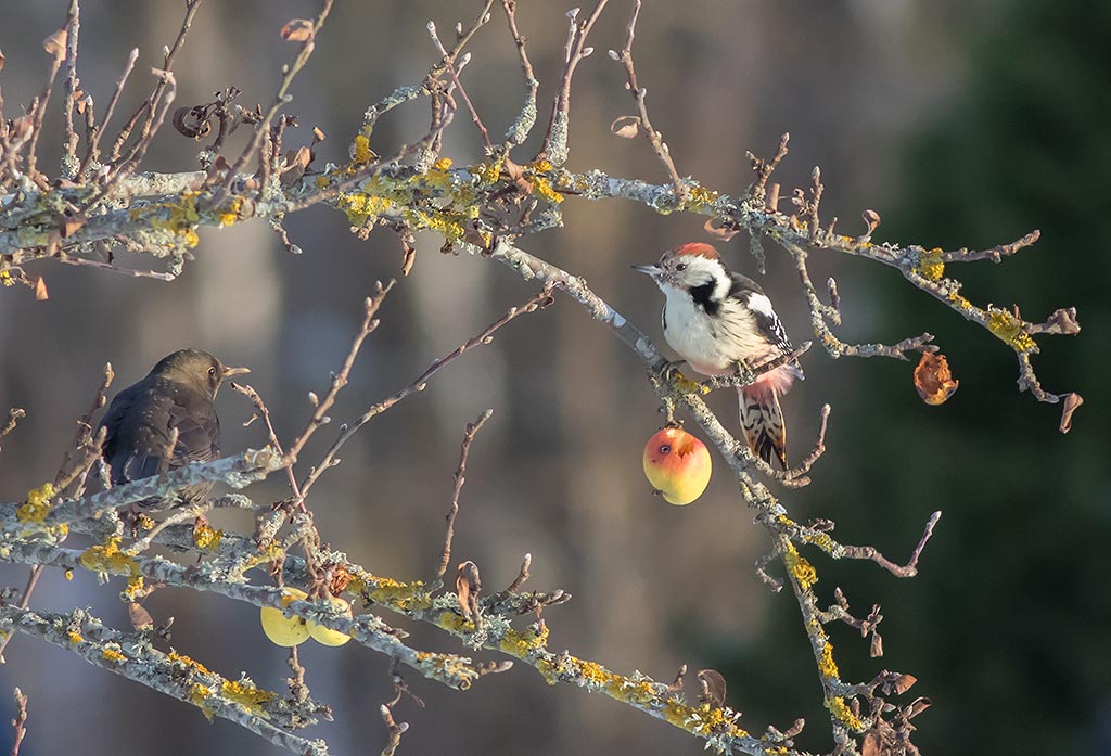 Middle Spotted Woodpecker (Dendrocopos medius)
