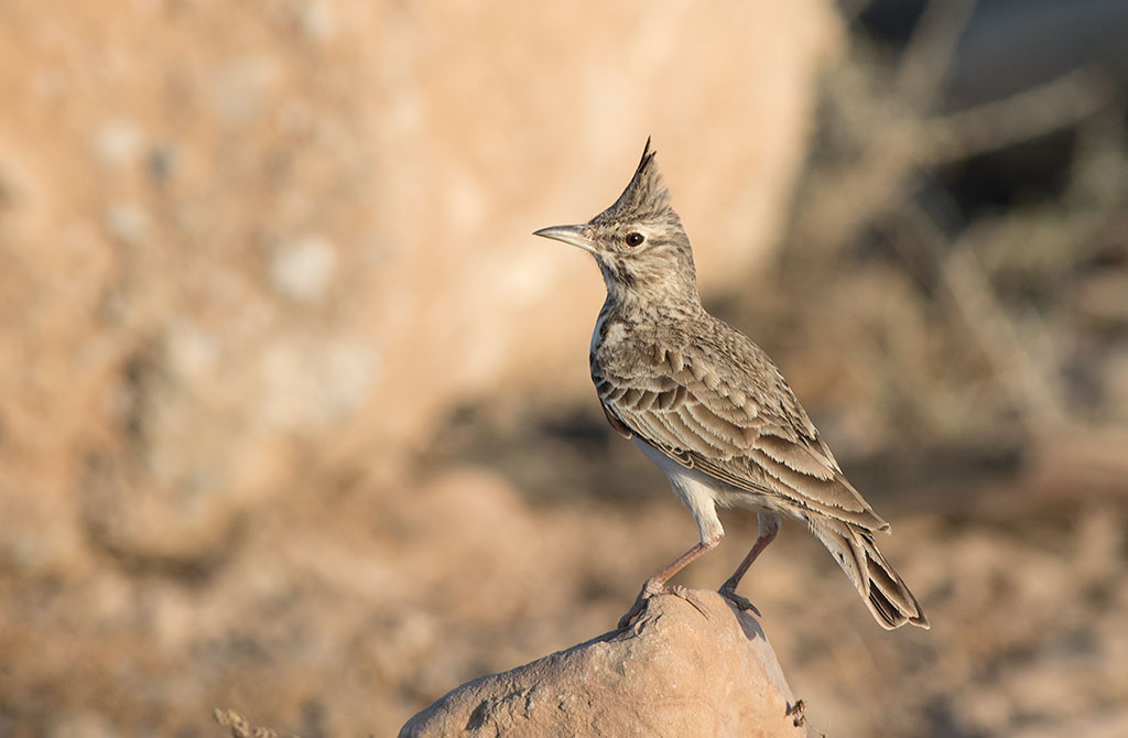 Crested lark (Galerida cristata)