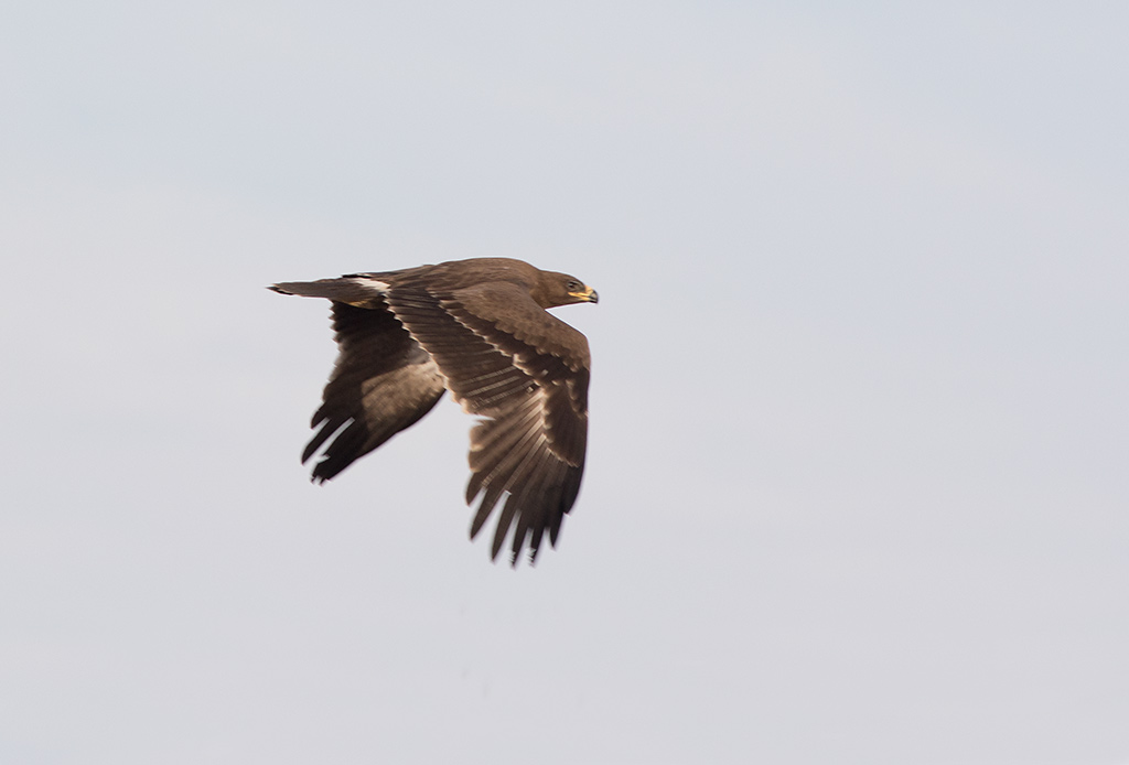 Greater Spotted Eagle (Clanga clanga) adult	