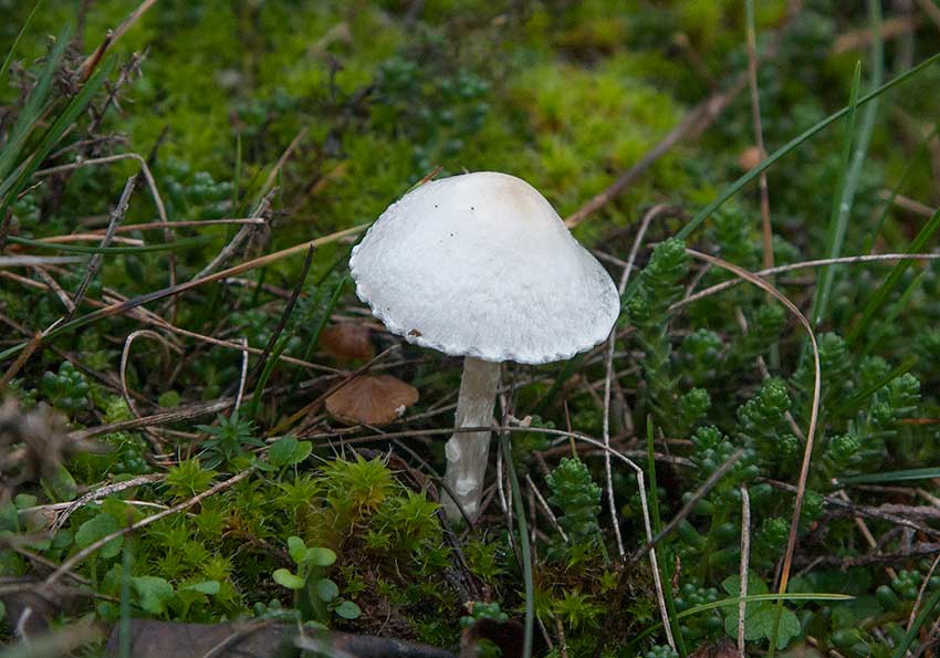 Vit fjllskivling (Lepiota erminea)