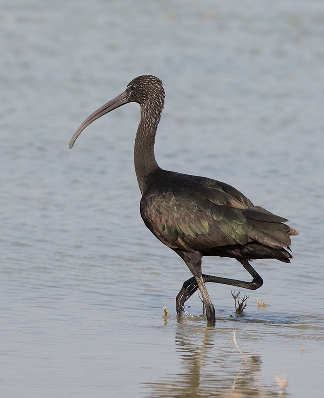 Glossy Ibis (Plegadis falcinellus)