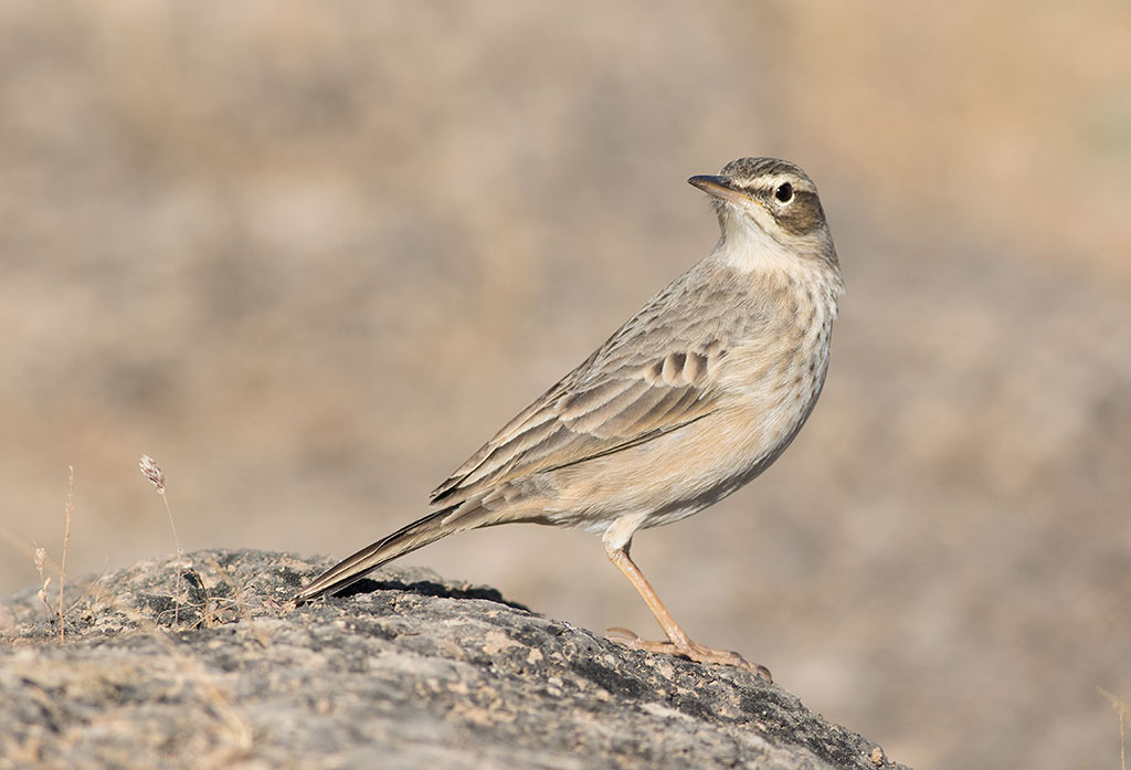 Long-billed Pipit (Anthus similis)