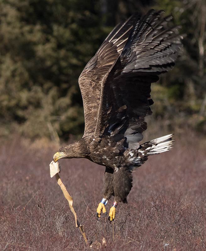 White-tailed Eagle (Haliaeetus albicilla)