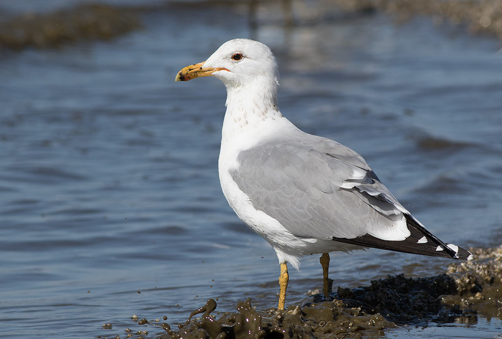 California Gull (Larus californicus)