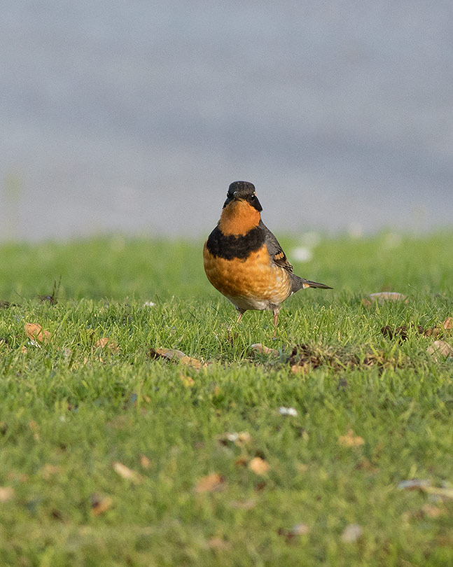 Varied Thrush (Ixoreus naevius)