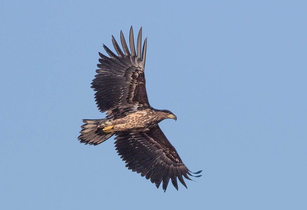 White-tailed Eagle (Haliaeetus albicilla)	