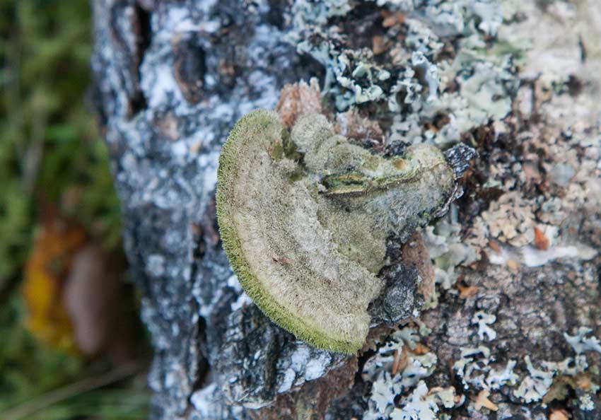 Borstticka (Trametes hirsuta)