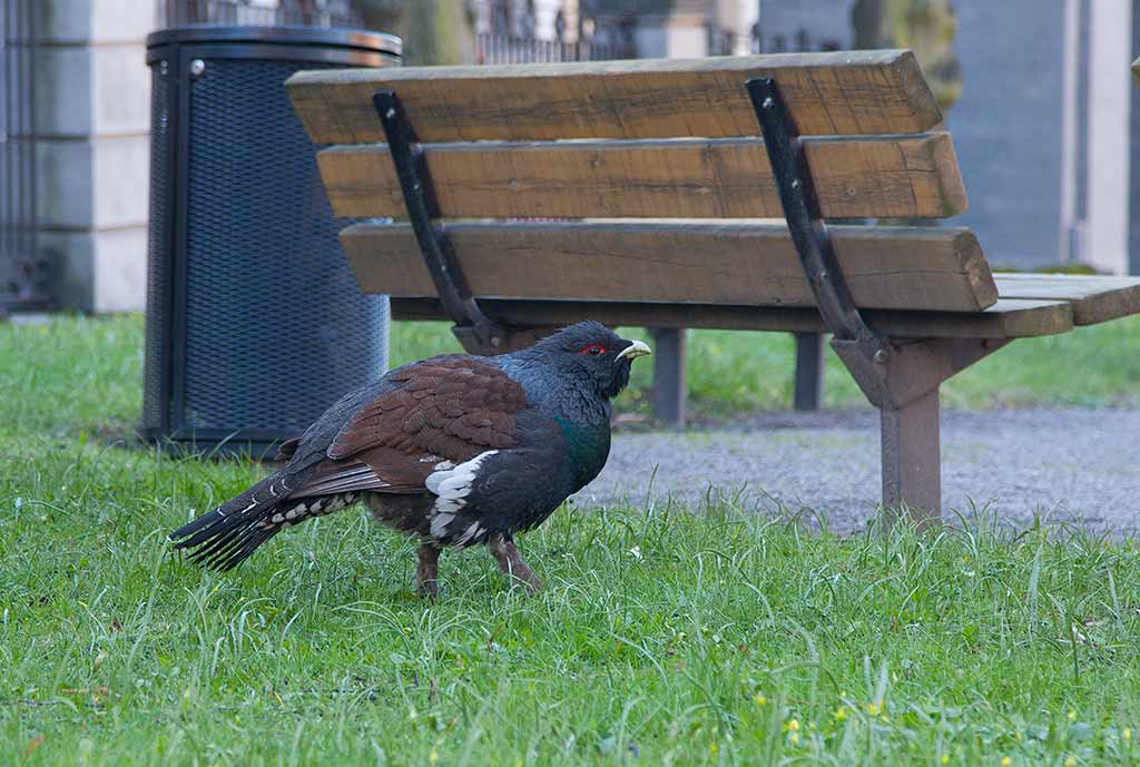 Eurasian Capercaillie (Tetrao urogallus)