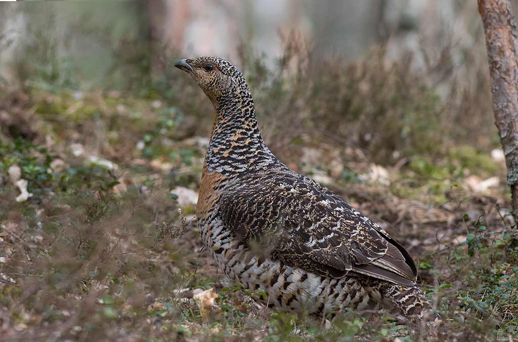 Eurasian Capercaillie (Tetrao urogallus)