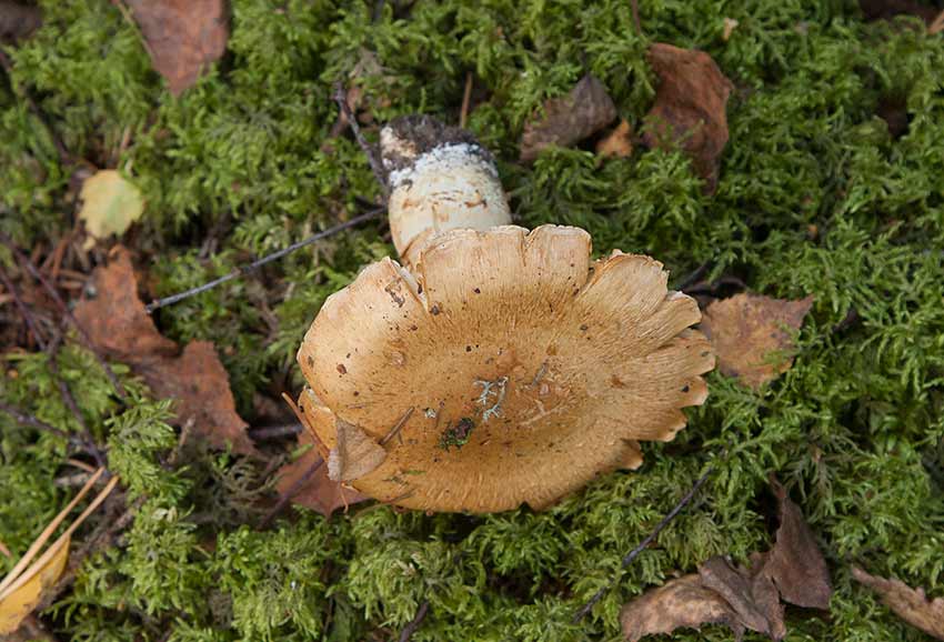 Rotspindling (Cortinarius argutus)