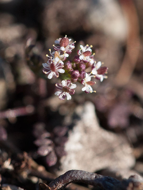 Stenkrassing (Hornungia petraea)