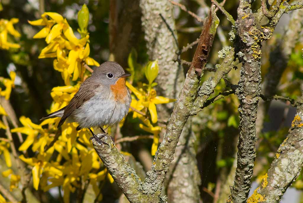 Red-breasted Flycatcher (Ficedula parva)