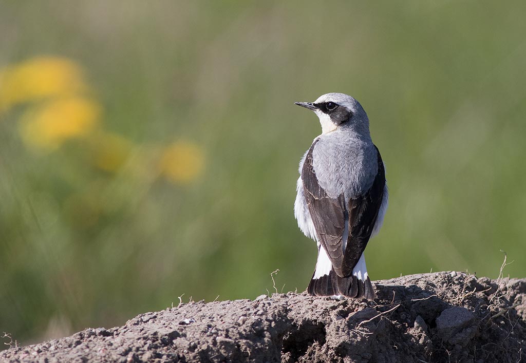 Northern Wheatear (Oenanthe oenanthe)