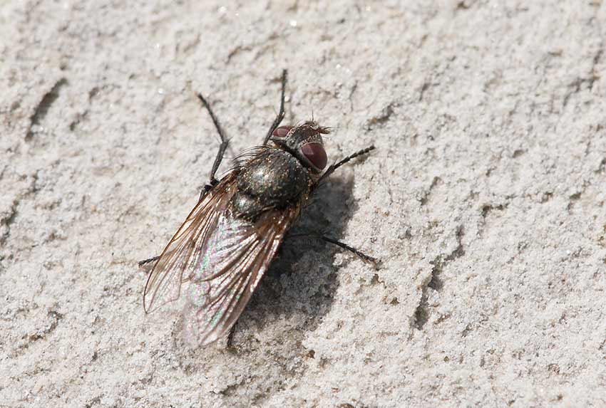 Tngslamfluga (Eristalinus aeneus)