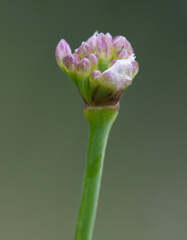 Kantlk (Allium senescens ssp. montanum)