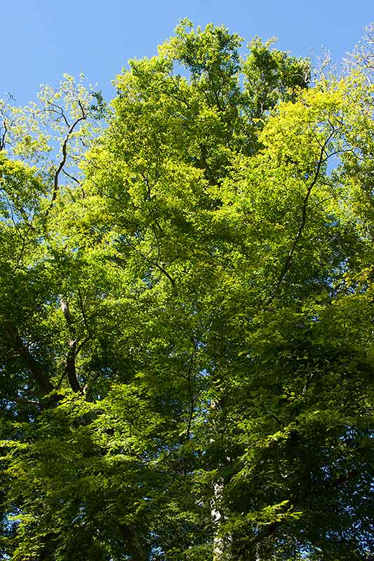 Bok (Fagus sylvatica)