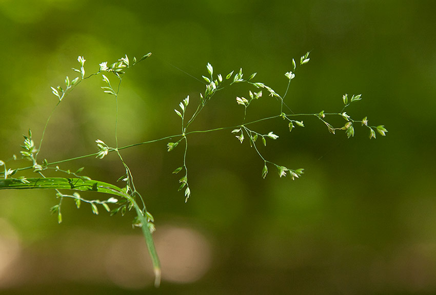 Krrgre (Poa trivialis)