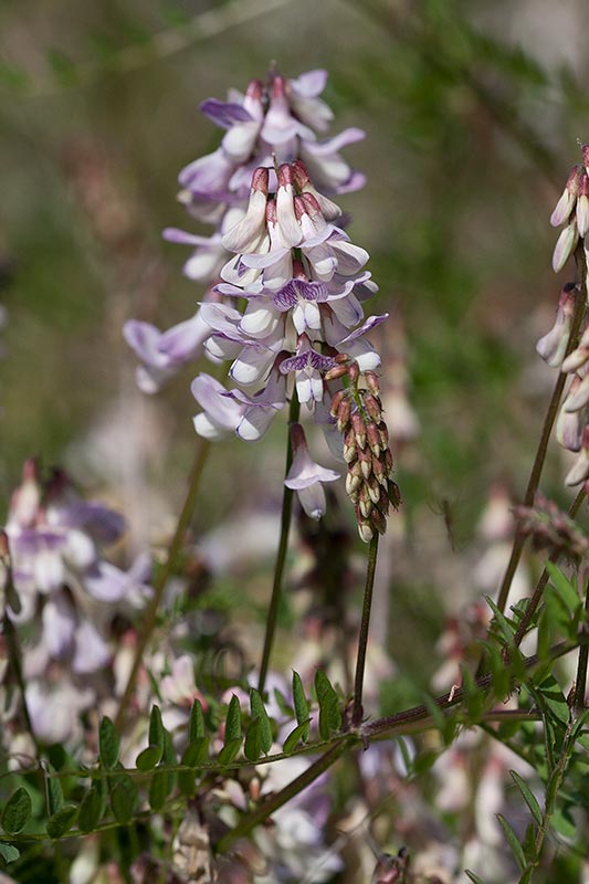 Skogsvicker (Vicia sylvatica)