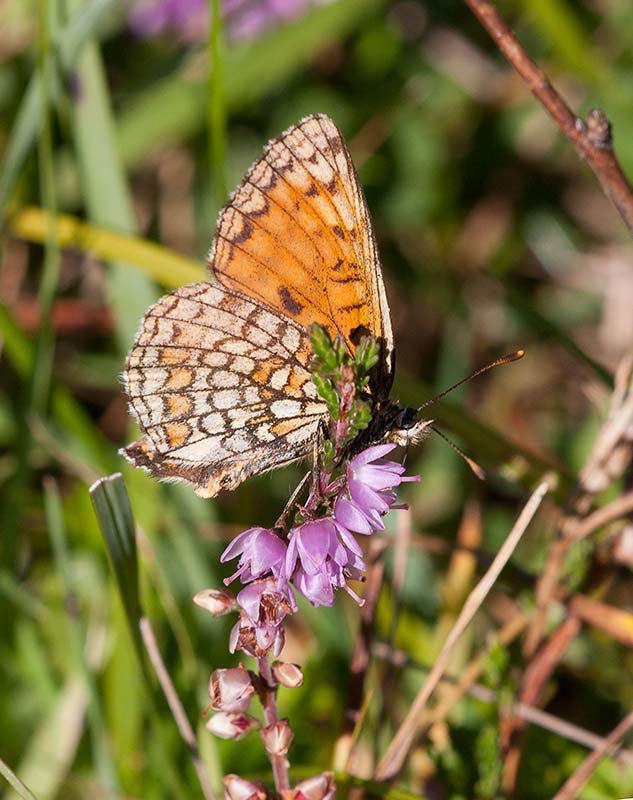 Skogsntfjril (Melitaea athalia)