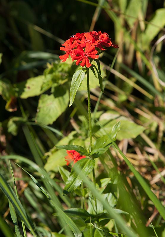 Studentnejlika (Lychnis chalcedonica)