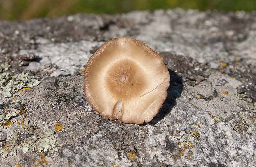 Mjlrdskivling (Entoloma prunuloides)
