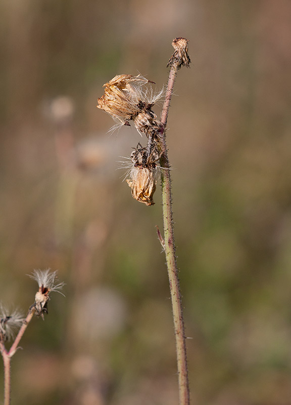 Svenskfibbla (Pilosella suecica)