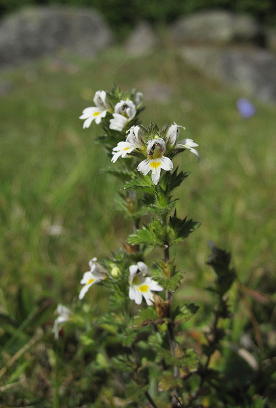 Finngontrst (Euphrasia rostkoviana ssp. fennica)