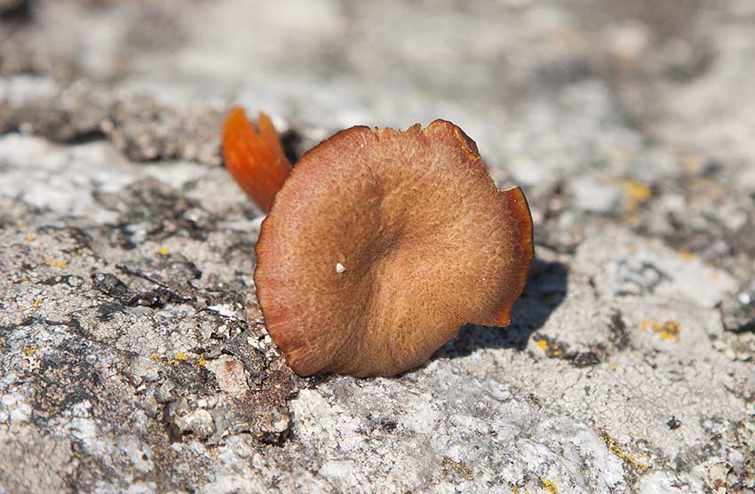 Mrkfjllig vaxskivling (Hygrocybe turunda)