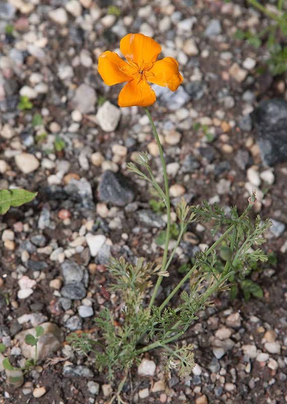 Smntuta (Eschscholzia californica)