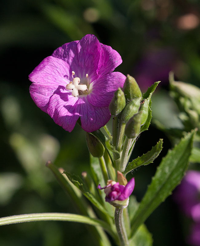 Rosendunrt (Epilobium hirsutum)